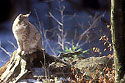  lynx,félin,forêt 